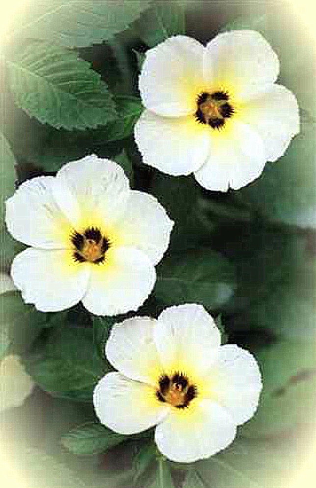 Original www.cemetery.org flower