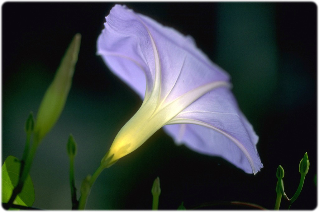 www.cemetery.org Flower #7
